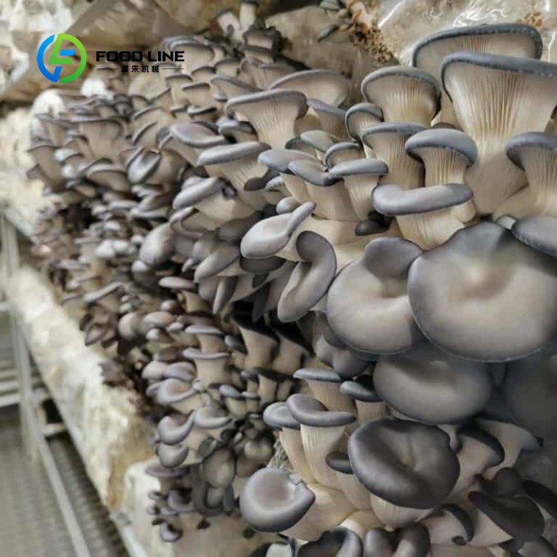 모듈식 컨테이너 농장, 실내 농업, 도시 농업, 수경  - Hydroponic Farming Agriculture 리뷰 및 가격