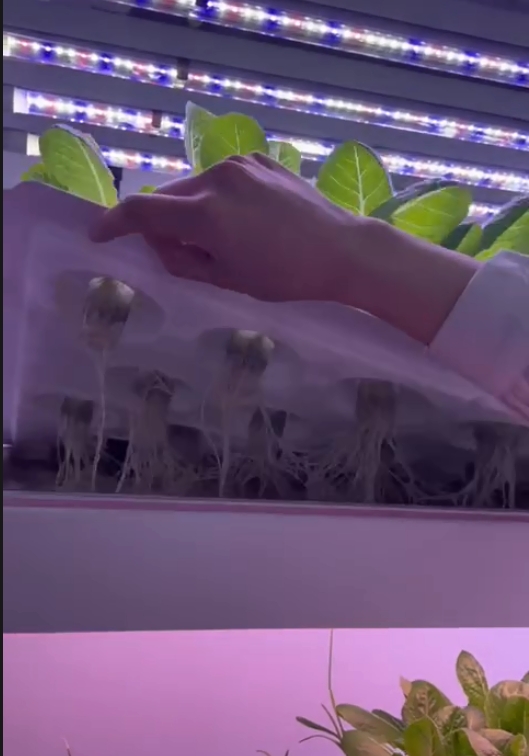 수직농장 수경재배 타워 시스템 실내 재배 선반 온실 농 - Hydroponic Farming Agriculture 리뷰 및 가격