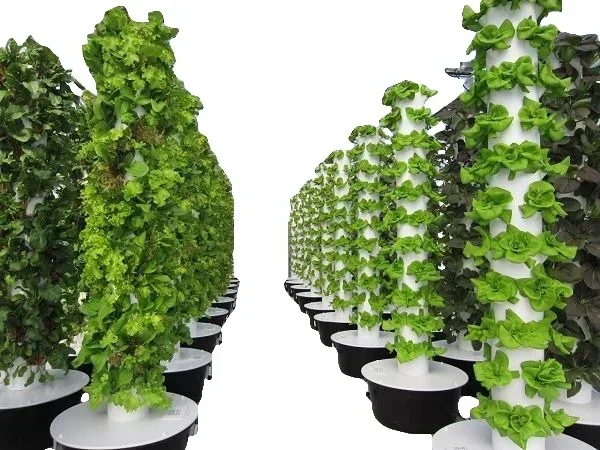 농업용 온실 수직 농업 에어로포닉스 시스템 수경 재배  - Hydroponic Farming Agriculture 리뷰 및 가격