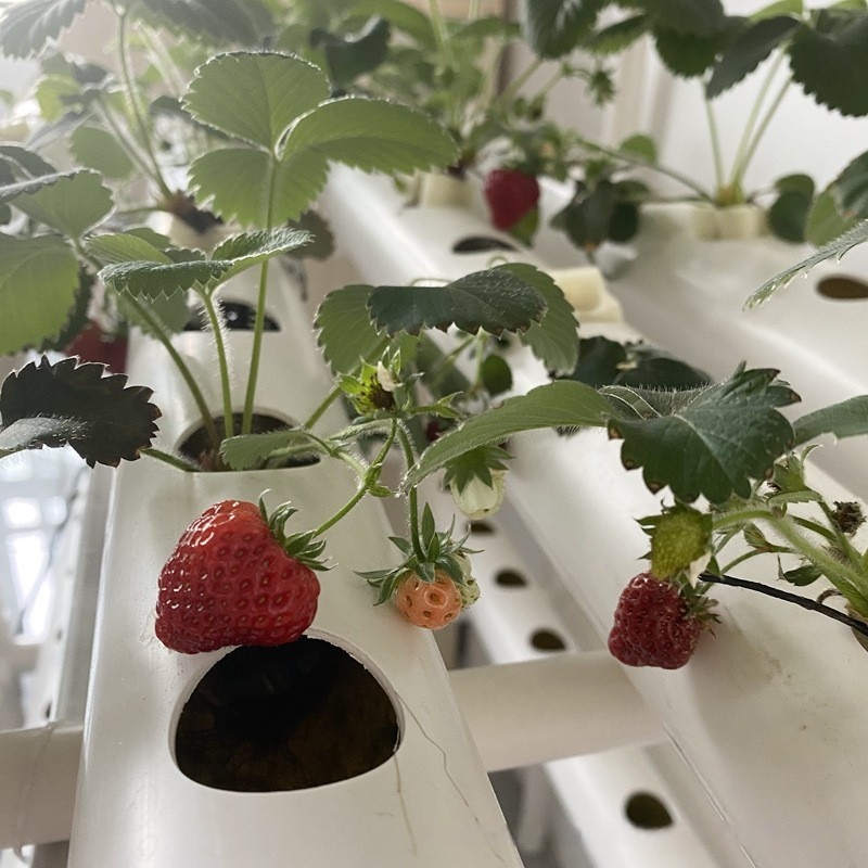 수경재배 채널 파이프 PVC 농업용 NFT 수직 농장  - Hydroponic Farming Agriculture 리뷰 및 가격
