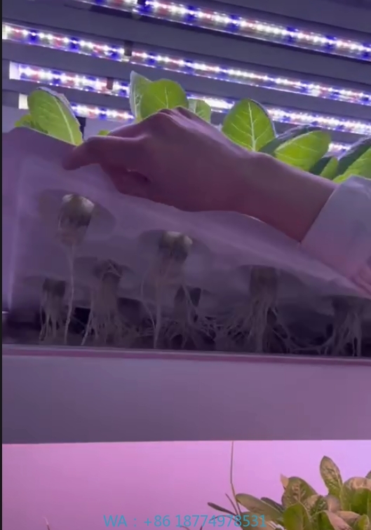 온실 농업 장비 버섯 채소 과일 재배 수직 농장 수경  - Hydroponic Farming Agriculture 리뷰 및 가격