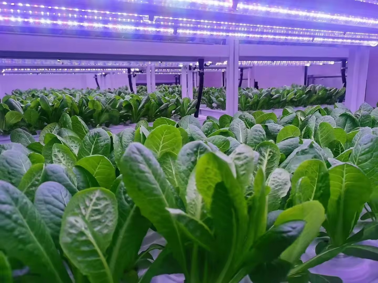 온실 농업 장비 버섯 채소 과일 재배 수직 농장 수경  - Hydroponic Farming Agriculture 리뷰 및 가격