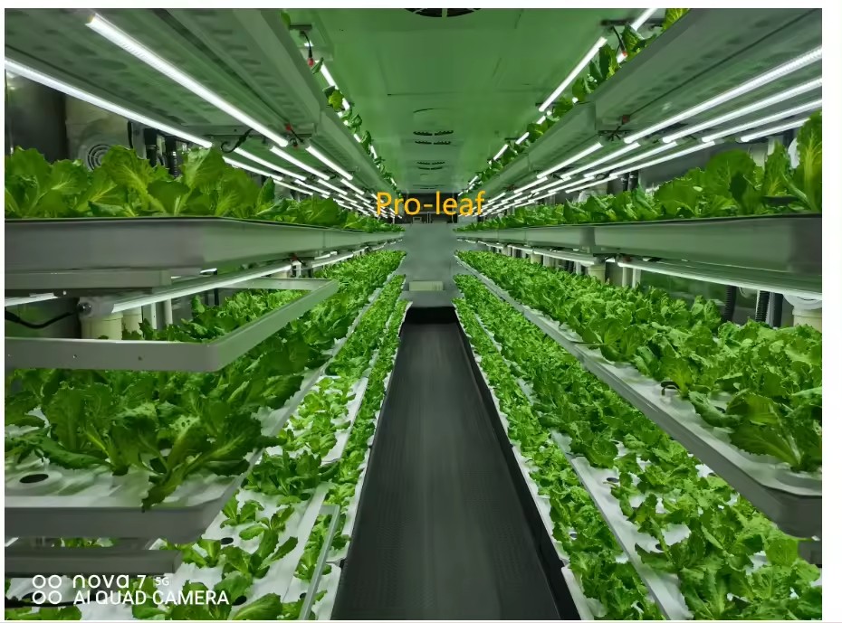온실 농업 장비 버섯 채소 과일 재배 수직 농장 수경  - Hydroponic Farming Agriculture 리뷰 및 가격