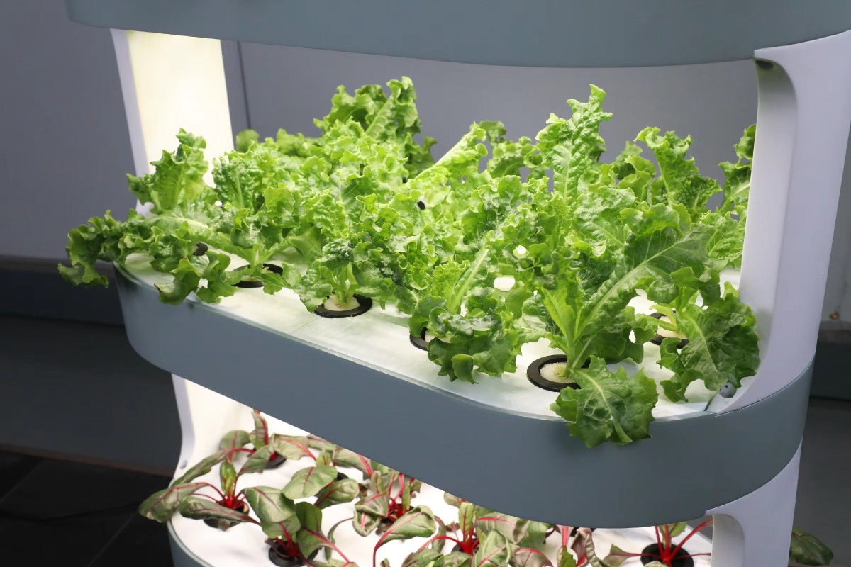 공장 도매 독특한 농장 수경 재배 농업 장비 (실내 식 - Hydroponic Farming Agriculture 리뷰 및 가격