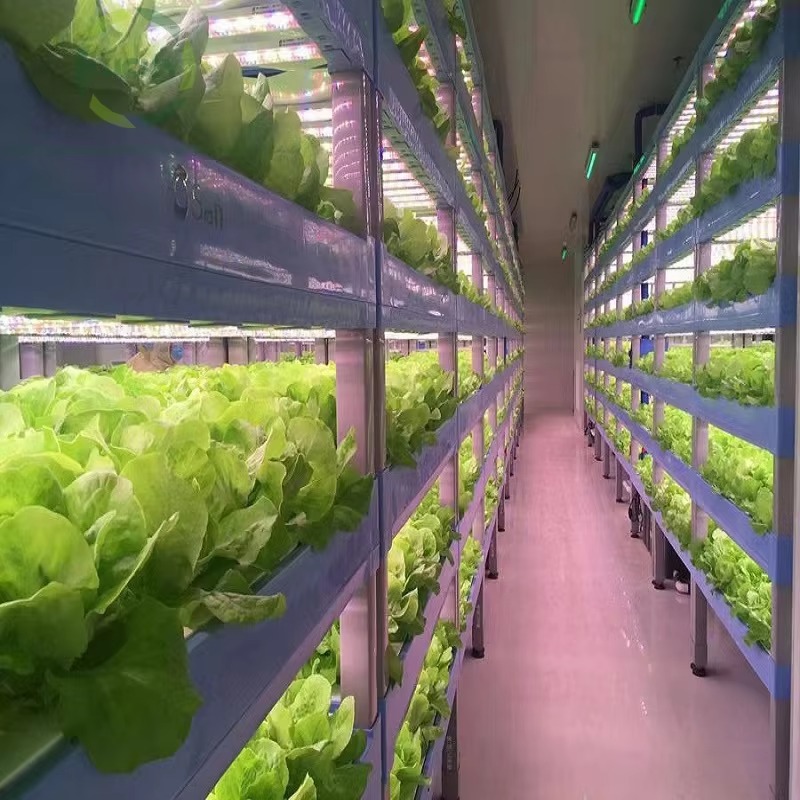 맞춤형 농업용 온실 수경재배 컨테이너 시스템 수직 농업 - Hydroponic Farming Agriculture 리뷰 및 가격