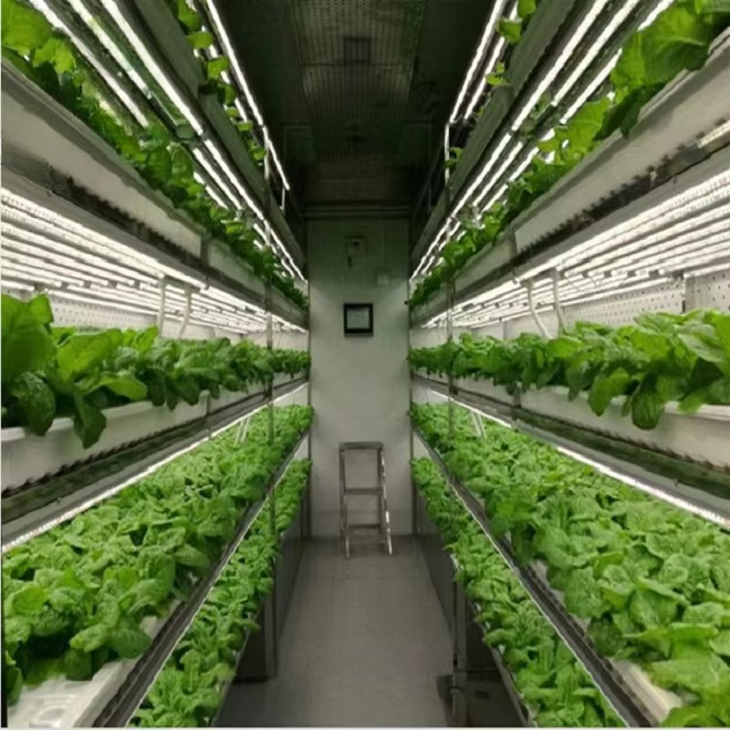 맞춤형 농업용 온실 수경재배 컨테이너 시스템 수직 농업 - Hydroponic Farming Agriculture 리뷰 및 가격