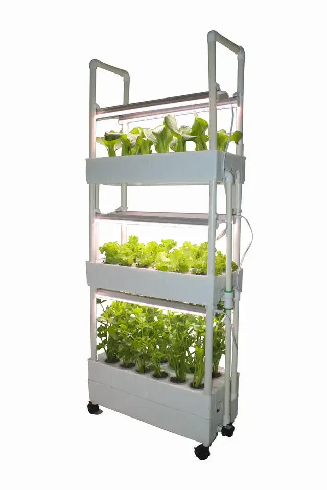 맞춤형 수경재배 수직형 실내 농장 레드배추 재배용 재배 - Hydroponic Farming Agriculture 리뷰 및 가격