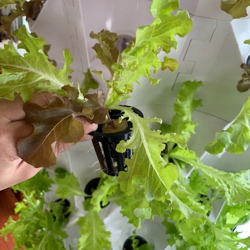 농업용 온실 수직 농업 에어로포닉스 시스템 수경 재배  - Hydroponic Farming Agriculture 리뷰 및 가격