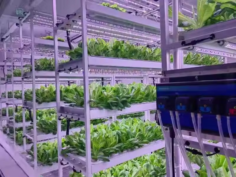 수직 농장 수경 재배 타워 시스템 에어로포닉 재배 타워 - Hydroponic Farming Agriculture 리뷰 및 가격