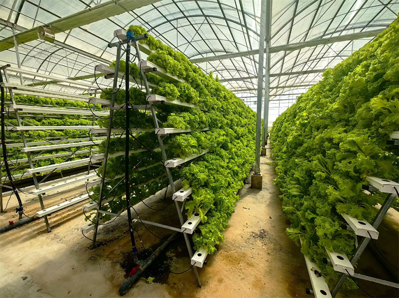 농업용 온실 상추 NFT 수경재배 시스템 수직 수경재배 - Hydroponic Farming Agriculture 리뷰 및 가격