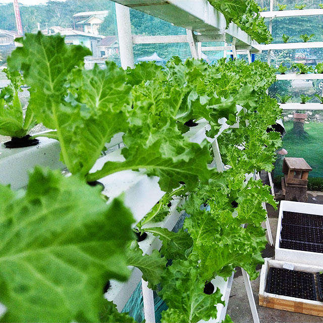 농업용 온실 상추 NFT 수경재배 시스템 수직 수경재배 - Hydroponic Farming Agriculture 리뷰 및 가격